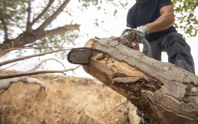 Mastering Tree Stump Removal: A Comprehensive Guide